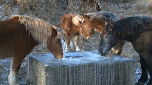 水飲み場が凍り付いた放牧牛馬は・・・阿蘇草千里の冷え込み　熊本|TBS NEWS DIG