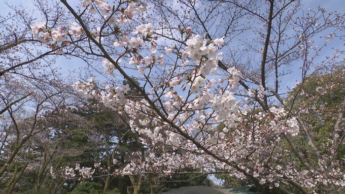 まもなくサクラは満開! 兼六園の無料開園始まる　|　石川県のニュース｜MRO北陸放送