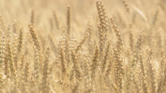 麦秋　麦の穂が実る　山口　|　山口のニュース・天気・防災｜tys NEWS｜ｔｙｓテレビ山口