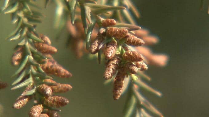 スギ花粉増加し花粉情報に「極めて多い」追加　この春の飛散開始は2月19日ごろと予想「平年より多い」　富山　|　富山のニュース｜天気・防災｜チューリップテレビ