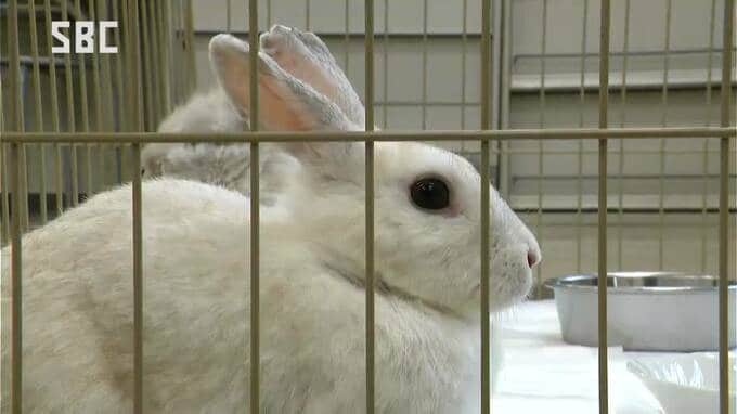 「生涯大切に家族の一員として飼ってくれる方に」多頭繁殖のため保護されたウサギ　伊那保健所で緊急譲渡会　長野　|　SBC NEWS | 長野のニュース | SBC信越放送