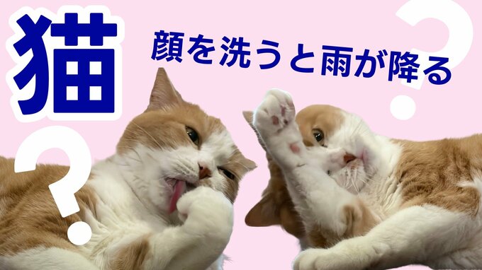 【ネコ好きに贈る】「猫が顔を洗うと雨が降る」ってホント？　ネコを愛する人たちや獣医師に聞く　“洗顔”の真相とは　＜湯島のネコ画像たっぷり＞|TBS NEWS DIG