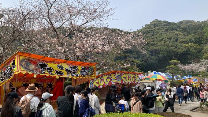 春を告げるさいき桜まつり　大分　|　大分のニュース｜OBS NEWS｜大分放送