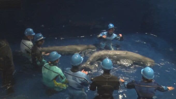 しまね海洋館　シロイルカが本館にお引越し　アクアス生まれの4頭でのパフォーマンス披露を目指し|TBS NEWS DIG