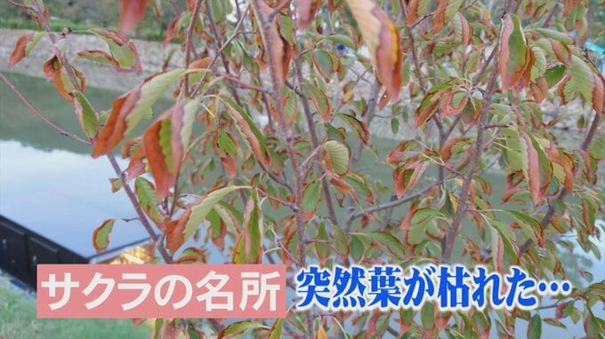 サクラの名所に異変　葉が突然枯れた意外な原因とは？　|　BSSニュース | BSS山陰放送