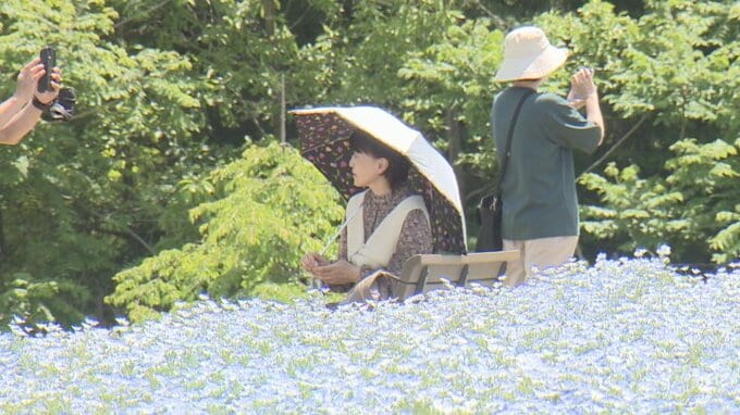 「匂いがすごい」1万2000株のネモフィラと色とりどりのバラが見頃迎える　山梨・富士川クラフトパーク　|　山梨のニュース | ＵＴＹテレビ山梨
