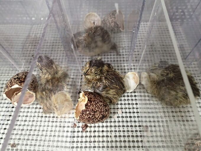 ニホンライチョウのヒナ4羽誕生　人工繁殖に取り組む富山市ファミリーパーク　|　富山のニュース｜天気・防災｜チューリップテレビ