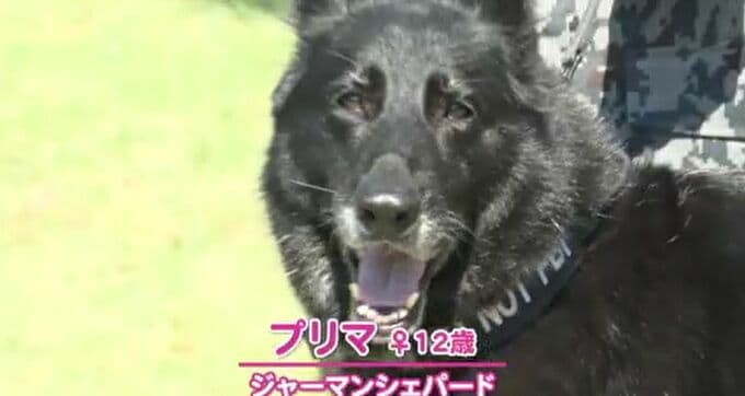 10年間お疲れ様！空自小松基地の“アイドル”警備犬が引退 新しい飼い主のもとへ「家族の一員として楽しくやろうね」　|　石川県のニュース｜MRO北陸放送