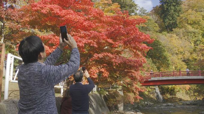【画像多数】「額の中の絵みたい」小嵐山と称される青森県「中野もみじ山」　樹齢100年以上のモミジ130本　燃えるような真っ赤な紅葉が見頃|TBS NEWS DIG