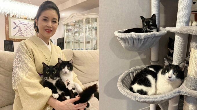 【 ねこ 】歌手・藤あや子の愛猫マル＆オレオがキャットタワーで「二段露天」　ご満悦の様子を連続投稿|TBS NEWS DIG