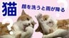 【ネコ好きに贈る】「猫が顔を洗うと雨が降る」ってホント？　ネコを愛する人たちや獣医師に聞く　“洗顔”の真相とは　＜湯島のネコ画像たっぷり＞　|　熊本のニュース｜RKK NEWS｜RKK熊本放送