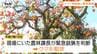 住宅敷地の柿の木の上からいなくなったクマが "まさか" の場所で目撃　緊急銃猟で駆除　きょうも県内各地でクマ目撃（山形）　|　山形のニュース│TUYテレビユー山形