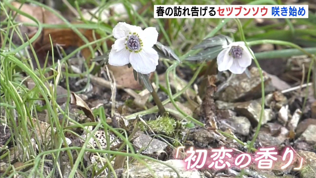 春の訪れ告げるセツブンソウ 自生地で咲き始め「これから徐々に一面が