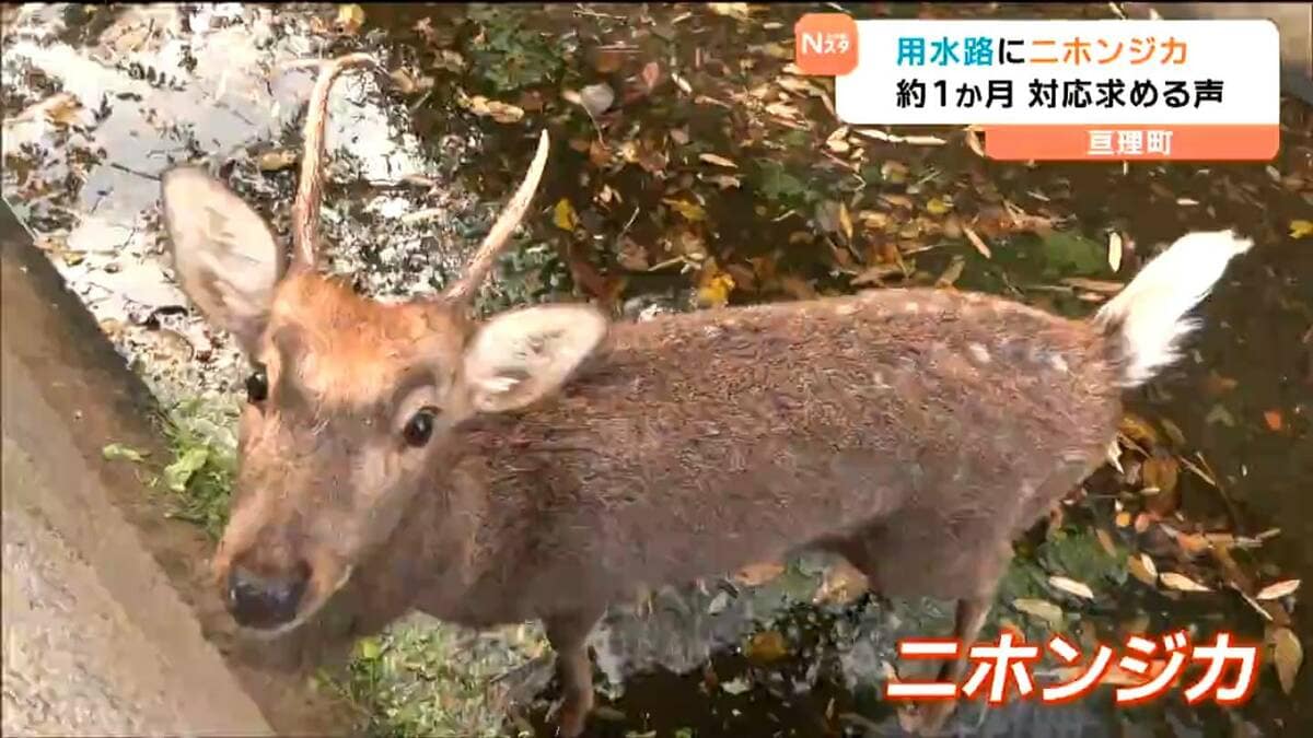 シカが深さ2mの用水路に迷い込む 「かわいそう」住民から対応求める