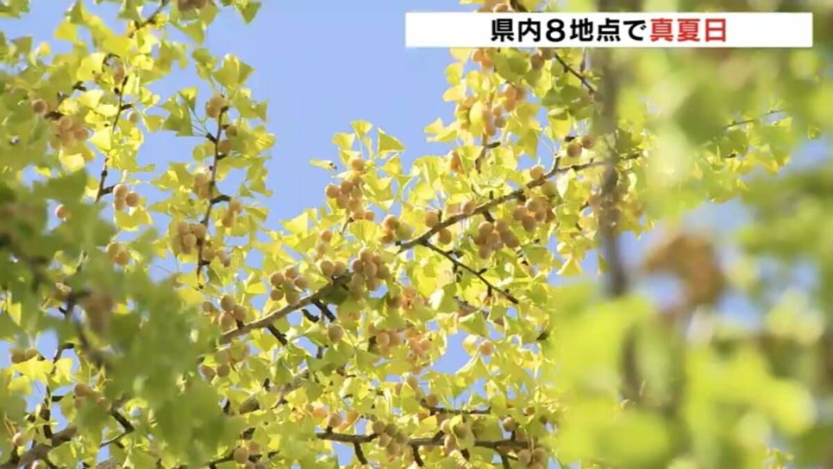 イチョウの木に銀杏実り秋の訪れ感じるも…富山県内8地点で真夏日