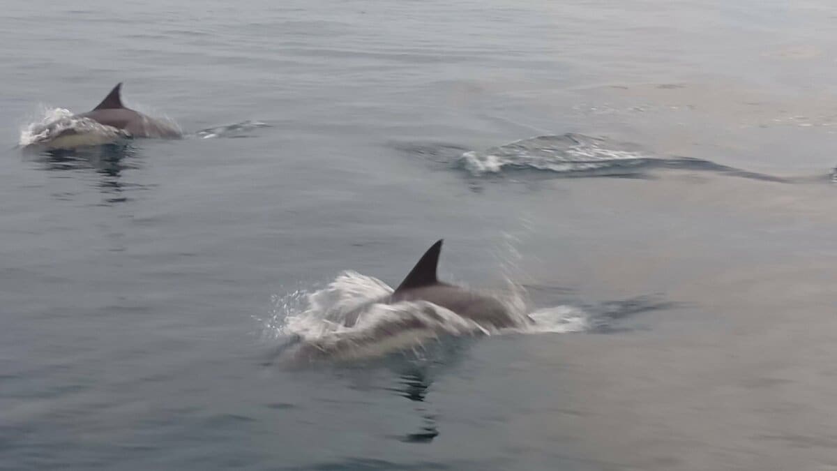 イルカの大群！動画あり】「ざっと数えて100頭」瀬戸内海で目撃され