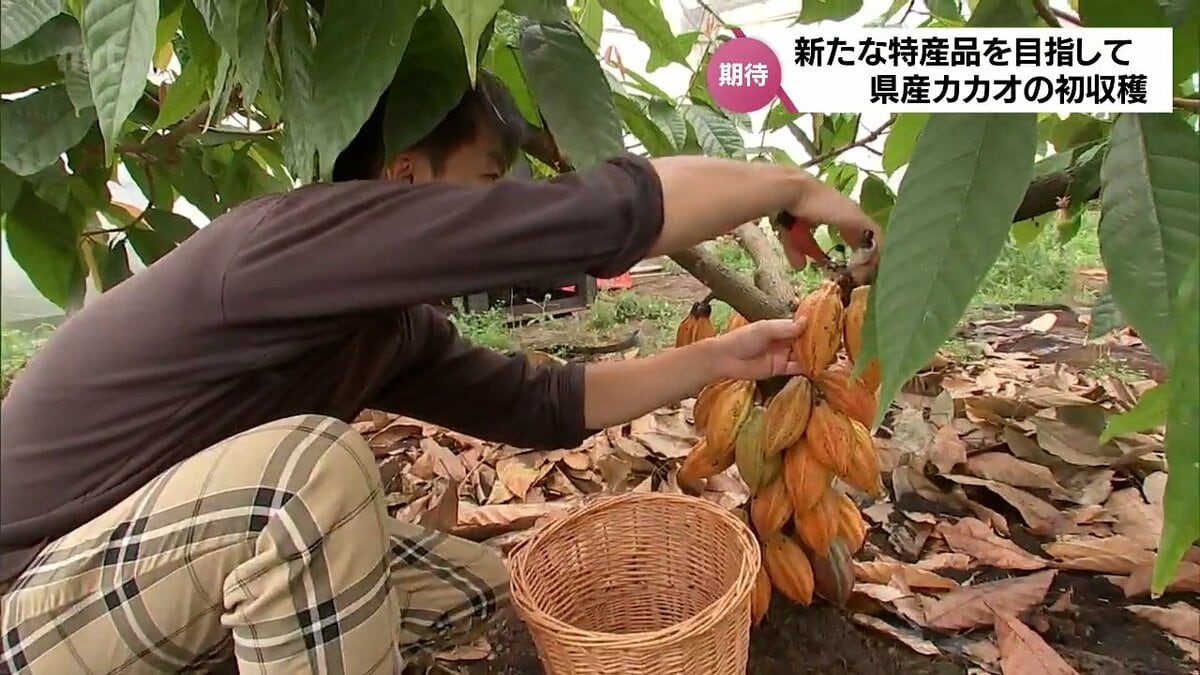 クラフトチョコレートに魅せられた26歳