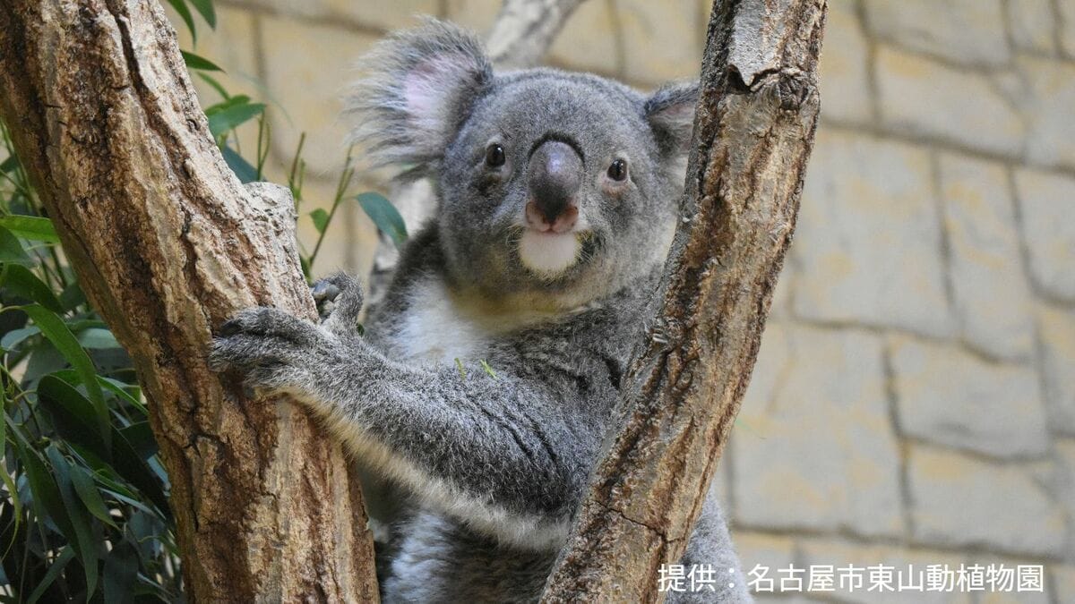 死因は悪性リンパ腫か 6歳のコアラ「ワトル」死ぬ 木から落ちそうになり…バックヤードに 名古屋の東山動植物園