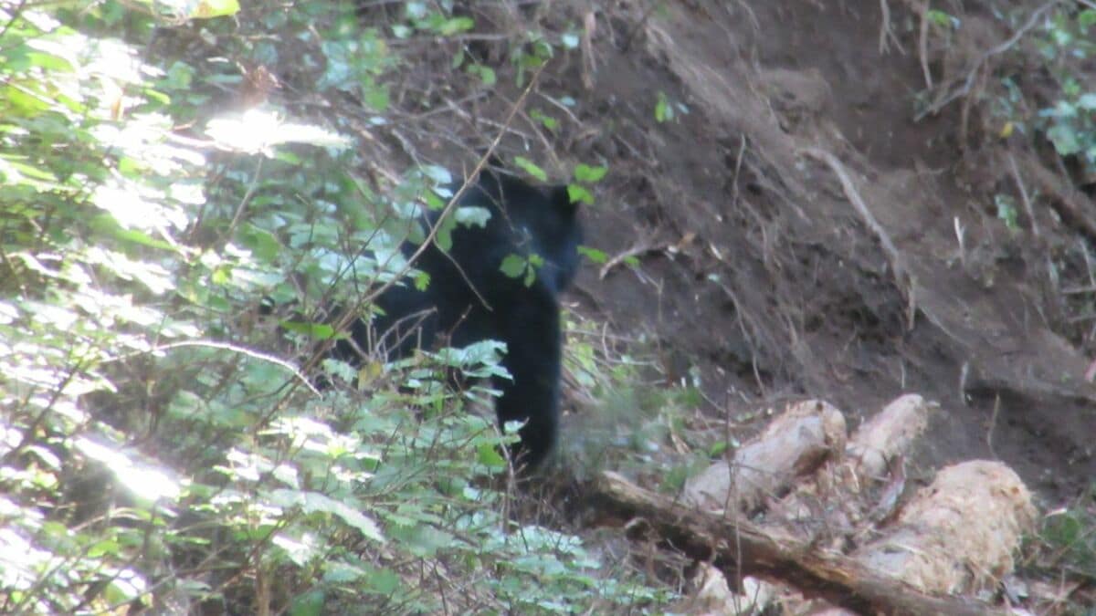 【速報】愛知･新城市で｢ツキノワグマ｣1頭を捕獲  シカやイノシシを捕らえる罠にかかる 全長1メートル10センチ 推定体重65キロ 県内の目撃情報は今年度15件目