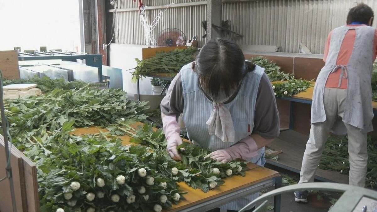 お盆を前に｢菊｣の出荷が最盛期  愛知・碧南市は県内有数の産地  猛暑の影響で1週間ほど生育遅れるも品質は問題なし