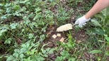 道路脇に死んでいる野生のイノシシ、豚熱に感染 福岡県内で5例目|TBS NEWS DIG