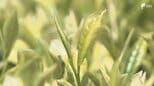 「幻の茶」きら香の手摘み体験 袋井市だけで生産=静岡|TBS NEWS DIG