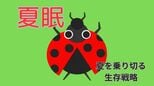 過酷な夏を乗り切る”生存戦略”「夏眠」とは 真夏はなぜ虫が少ない?|TBS NEWS DIG