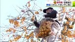 「色づき最高」青空に映える妙丹柿　20万個の干し柿作りに向けて収穫　|　青森のニュース│ATV NEWS│青森テレビ