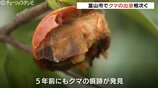 「全部食った跡ですね」住宅の柿の木にクマの爪痕 目撃情報相次ぐ 富山県・富山市 | 富山のニュース|天気・防災|チューリップテレビ