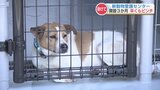 動物愛護センターがピンチ！今年3月開所も『収容能力にほぼ達している』　毎月第3日曜日に譲渡会開催へ　熊本【年度内日程も掲載】　|　熊本のニュース｜RKK NEWS｜RKK熊本放送