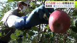 リンゴの主力品種「ふじ」の収穫はじまる　寒暖差で色付きも良く味が十分にのった仕上がりに　しかし鳥による被害目立ち全体の約5%ほどは加工用に　青森県弘前市|TBS NEWS DIG