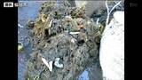 マンホールから下水あふれ原因は「長さ1メートル繊維質で円柱状の固形物」 仙台 | 宮城のニュース│tbc NEWS│tbc東北放送