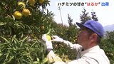 ほどよい酸味にハチミツの甘さ　カンキツ「はるか」の出荷始まる（広島県大崎下島）　|　RCC NEWS | 広島ニュース | RCC中国放送