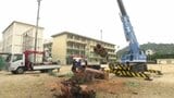 生徒たちを約100年見守り続けた勝山中のシンボル「ユーカリ」が伐採 愛媛県・松山市|TBS NEWS DIG