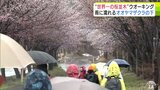 桜の雨のなか“世界一の桜並木”を約120人がウォーキング 岩木山麓に咲く6500本の「オオヤマザクラ」を楽しむ 青森県弘前市|TBS NEWS DIG