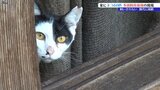家にネコ60匹! 多頭飼育崩壊 捕獲の現場に密着|TBS NEWS DIG