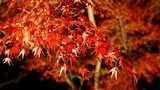 「一番の見頃は今週末」 縁結びの神様「竈門神社」で紅葉のライトアップ 昼間とは違う神秘的な姿に 福岡県太宰府市 | 福岡のニュース|RKB NEWS|RKB毎日放送