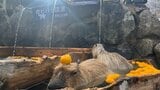 “冬が来たなって…”「カピバラ温泉」で「ゆず湯」始まる　冬の風物詩　地元のゆず約300個用意　那須どうぶつ王国　栃木|TBS NEWS DIG