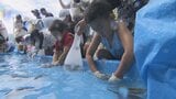イワナ・ヤマメを手づかみで! お盆休み恒例の魚のつかみ取り 子どもたちは悪戦苦闘も取れると満面の笑みに 富山・入善町 | 富山のニュース|天気・防災|チューリップテレビ
