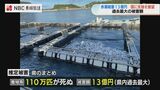 赤潮でトラフグ・シマアジなど110万匹 被害額は過去最大13億円 県が国に支援を要望【長崎】 | 長崎のニュース | 天気 | NBC長崎放送
