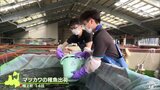希少な高級魚「マツカワ」全国で唯一稚魚の養殖事業に取り組む階上町で今年度の出荷行われる|TBS NEWS DIG
