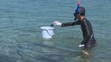 身のつまりや受精を観察 海の「やっかい者」ウニを子どもたちが調査!山口・阿武町 | 山口のニュース・天気・防災|tys NEWS|tysテレビ山口