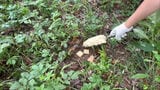 道路脇に死んでいる野生のイノシシ、豚熱に感染 福岡県内で5例目 | 福岡のニュース|RKB NEWS|RKB毎日放送