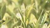 「幻の茶」きら香の手摘み体験 袋井市だけで生産=静岡|TBS NEWS DIG