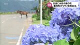 野生馬で知られる「都井岬」 約1万本のアジサイが咲き始める | MRTニュース | MRT宮崎放送