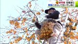 「色づき最高」青空に映える妙丹柿 20万個の干し柿作りに向けて収穫|TBS NEWS DIG
