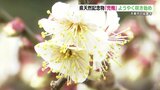 “樹齢500年以上” 天然記念物『兜梅』が可憐な白い花咲かす 熊本・延慶寺 | 熊本のニュース|RKK NEWS|RKK熊本放送