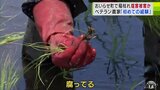 「もうやりたくないけど…」「肥料もして、薬もやって、お金をかけてるから…」半世紀以上 米作りの農家も「初めて経験」　『塩害』か　3日前に植えた苗も腐る現状…　|　青森のニュース│ATV NEWS│青森テレビ