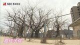 平和への思いを後世に 「嘉代子桜」2世の苗木を長崎市立城山小の児童が植樹 | 長崎のニュース | 天気 | NBC長崎放送