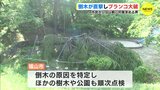 樹木医「天気が１つの要因」 倒木が直撃し 公園のブランコ大破　以前から対策求める声も　広島･福山市【動画ニュース】　|　RCC NEWS | 広島ニュース | RCC中国放送